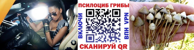 купить наркотики сайты  Красный Сулин  Псилоцибиновые грибы GOLDEN TEACHER 